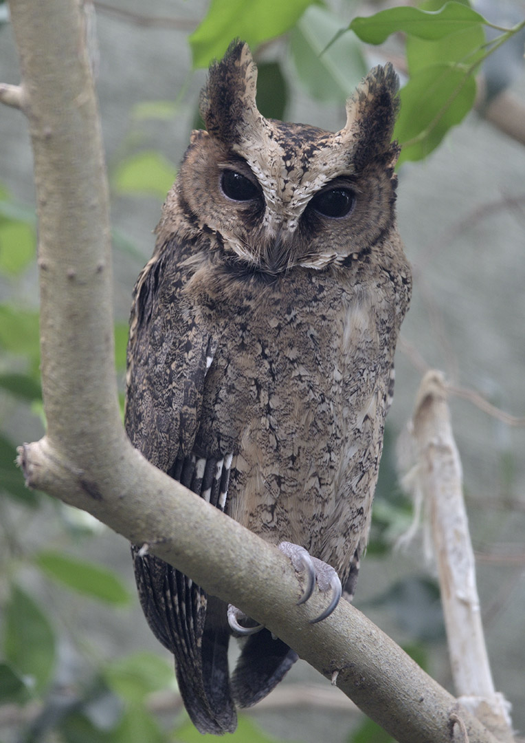 Philippine scops owl