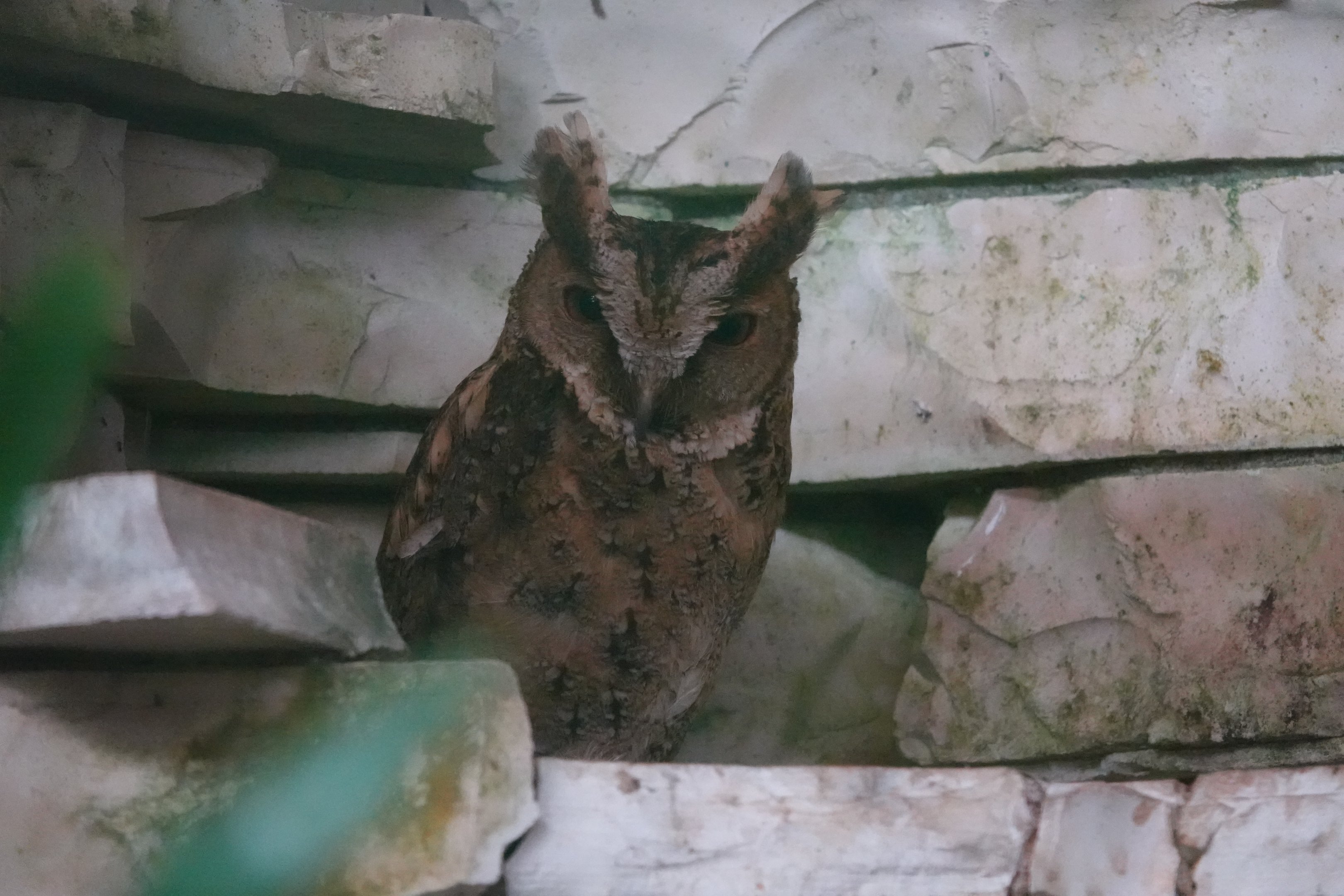 Philippine Scops-owl