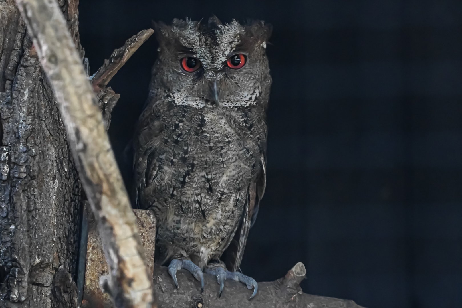 Philippine scops owl
