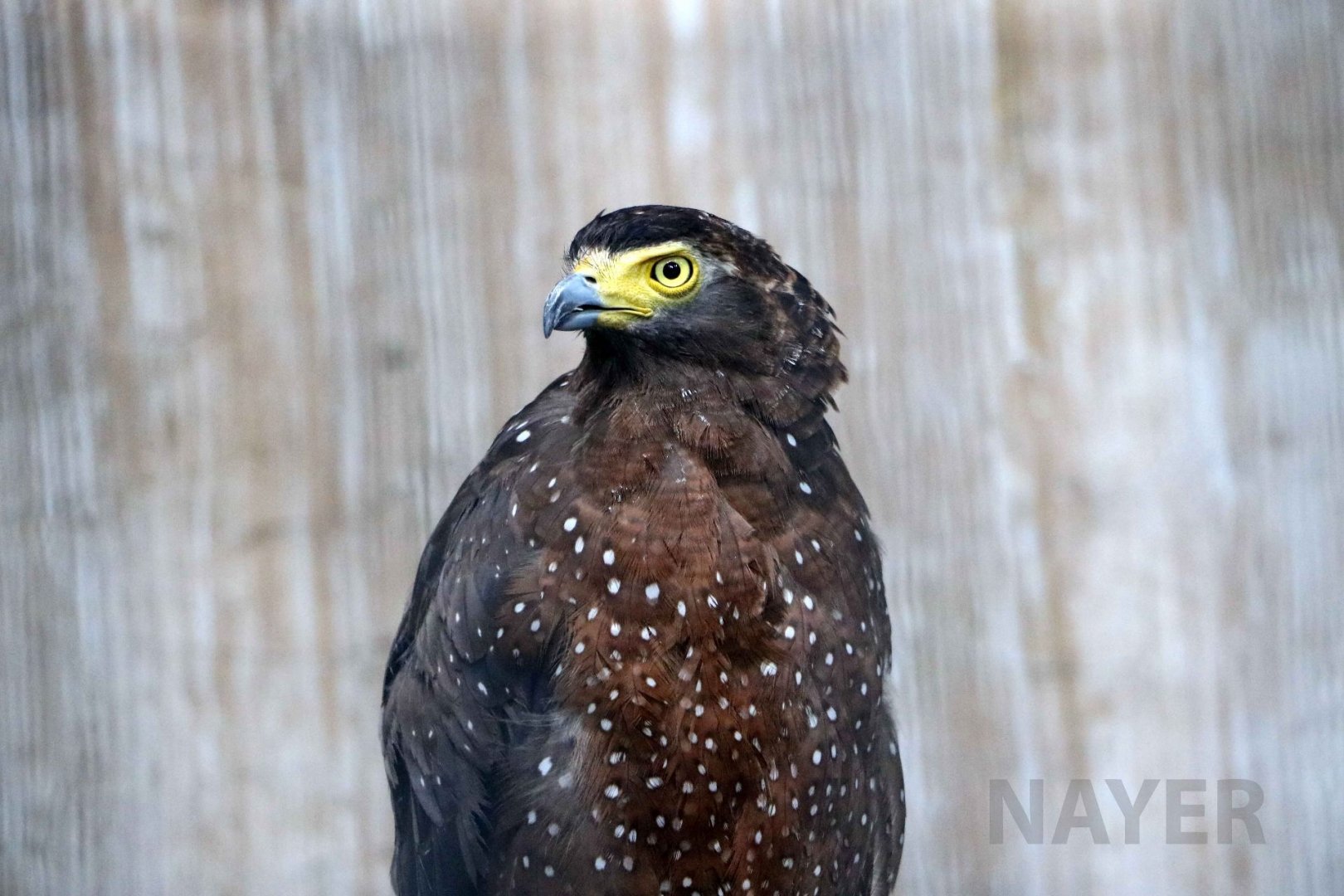 Philippine serpent eagle, July 2016