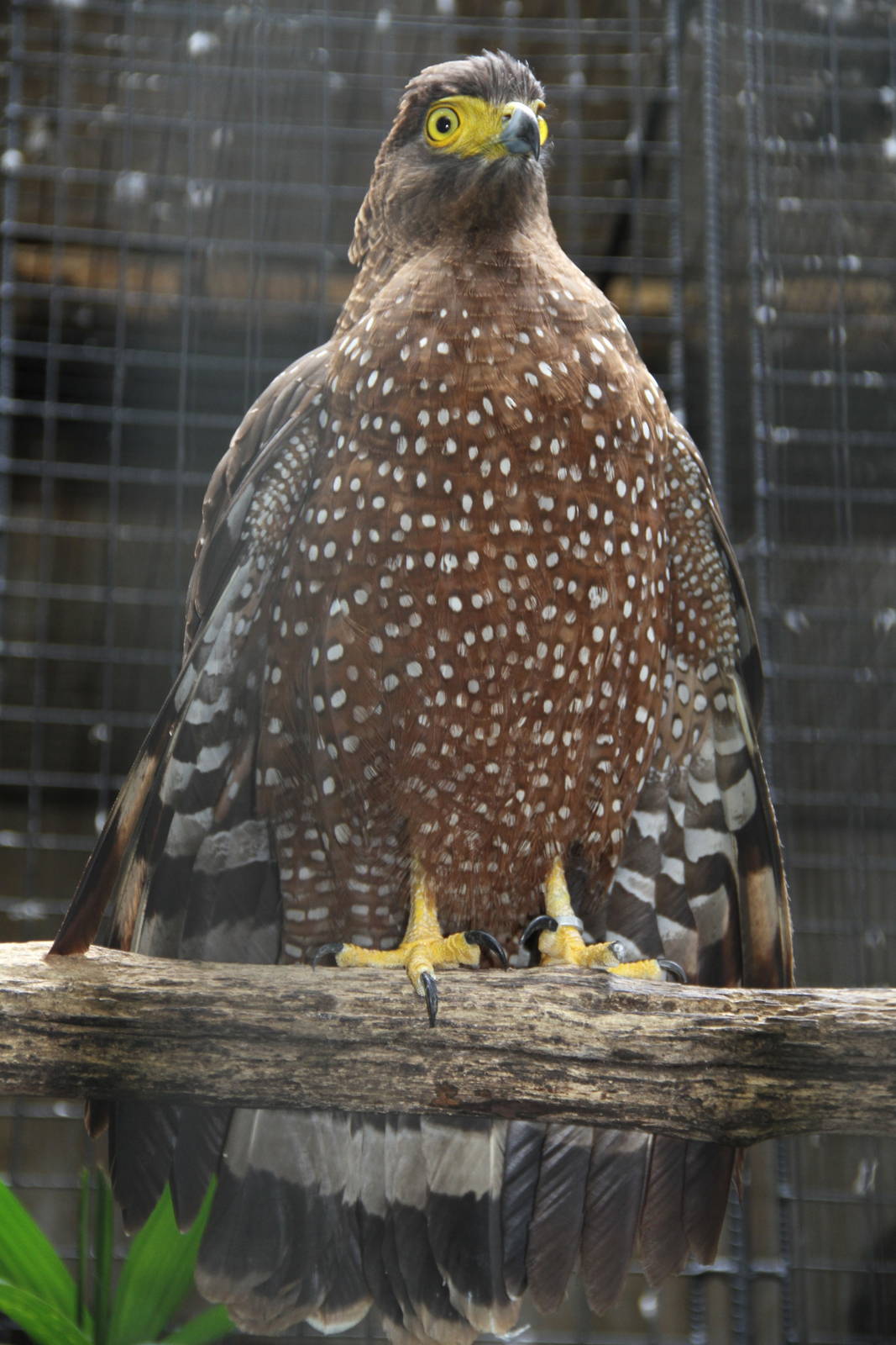 Philippine Serpent Eagle (Spilornis holospilus)