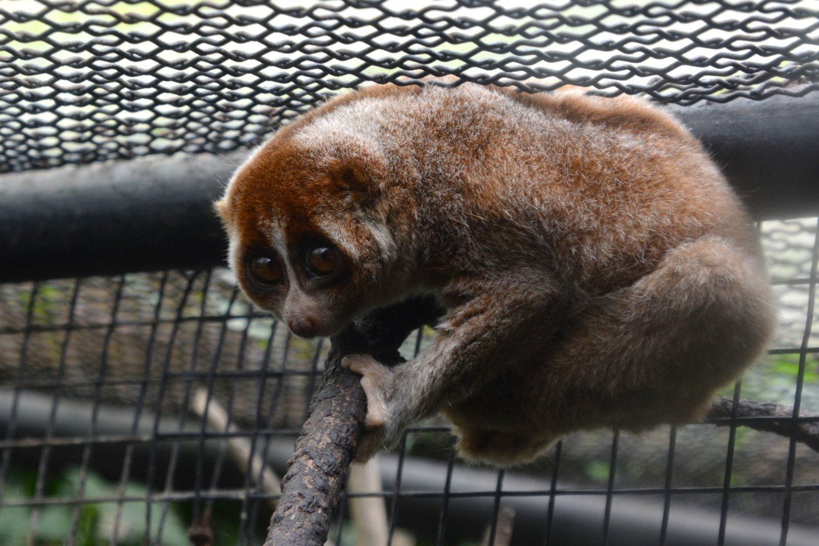 Philippine slow loris (Nycticebus menagensis)
