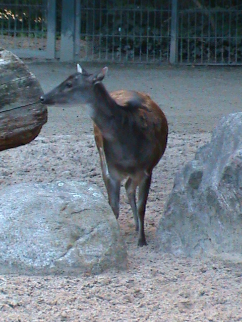 philippine spotted deer 030910