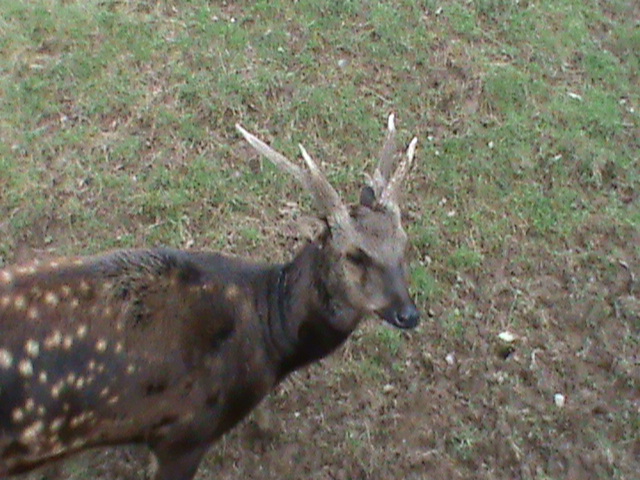 philippine spotted deer 060211