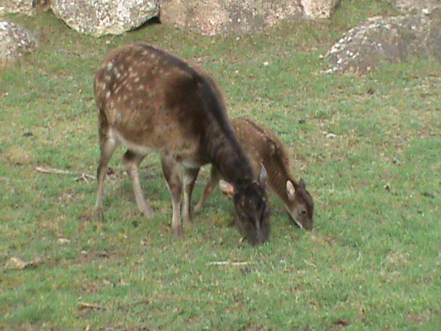 philippine spotted deer 060211