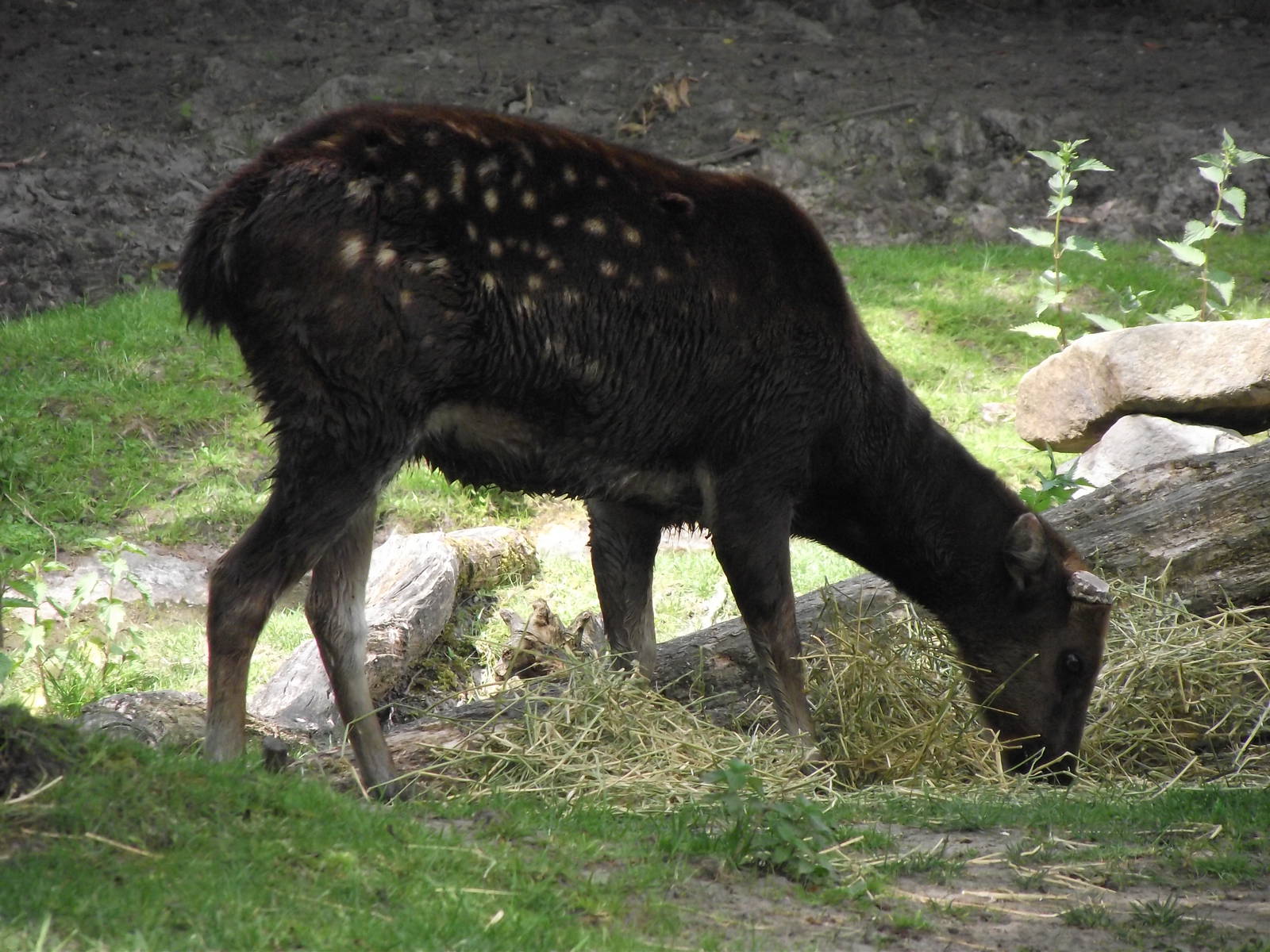 philippine spotted deer 070511