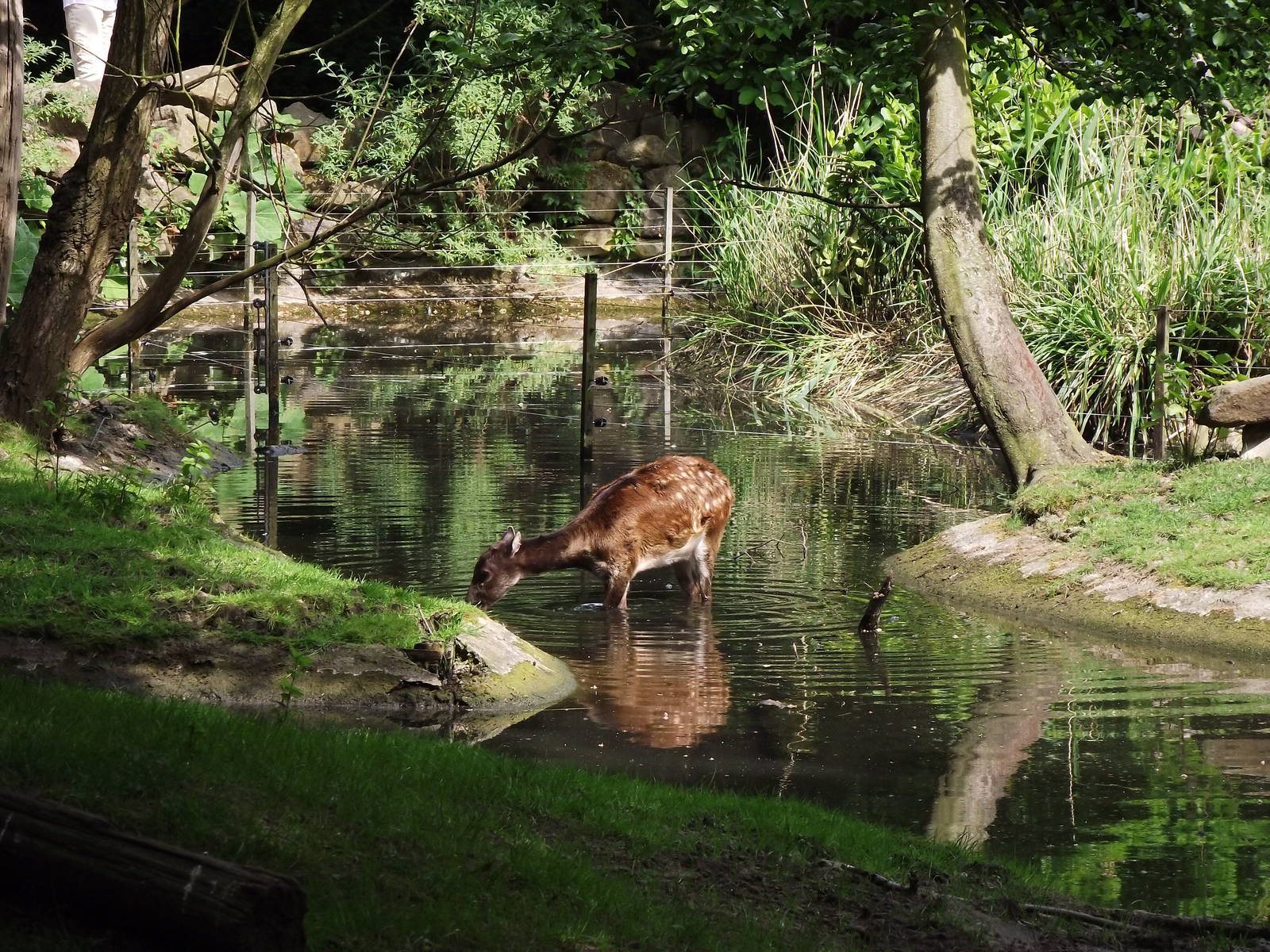 philippine spotted deer 070511