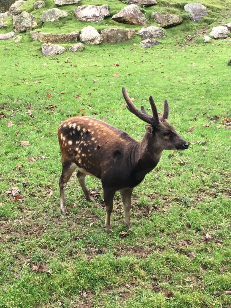 Philippine Spotted Deer 081216