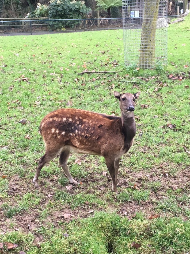 Philippine Spotted Deer 081216