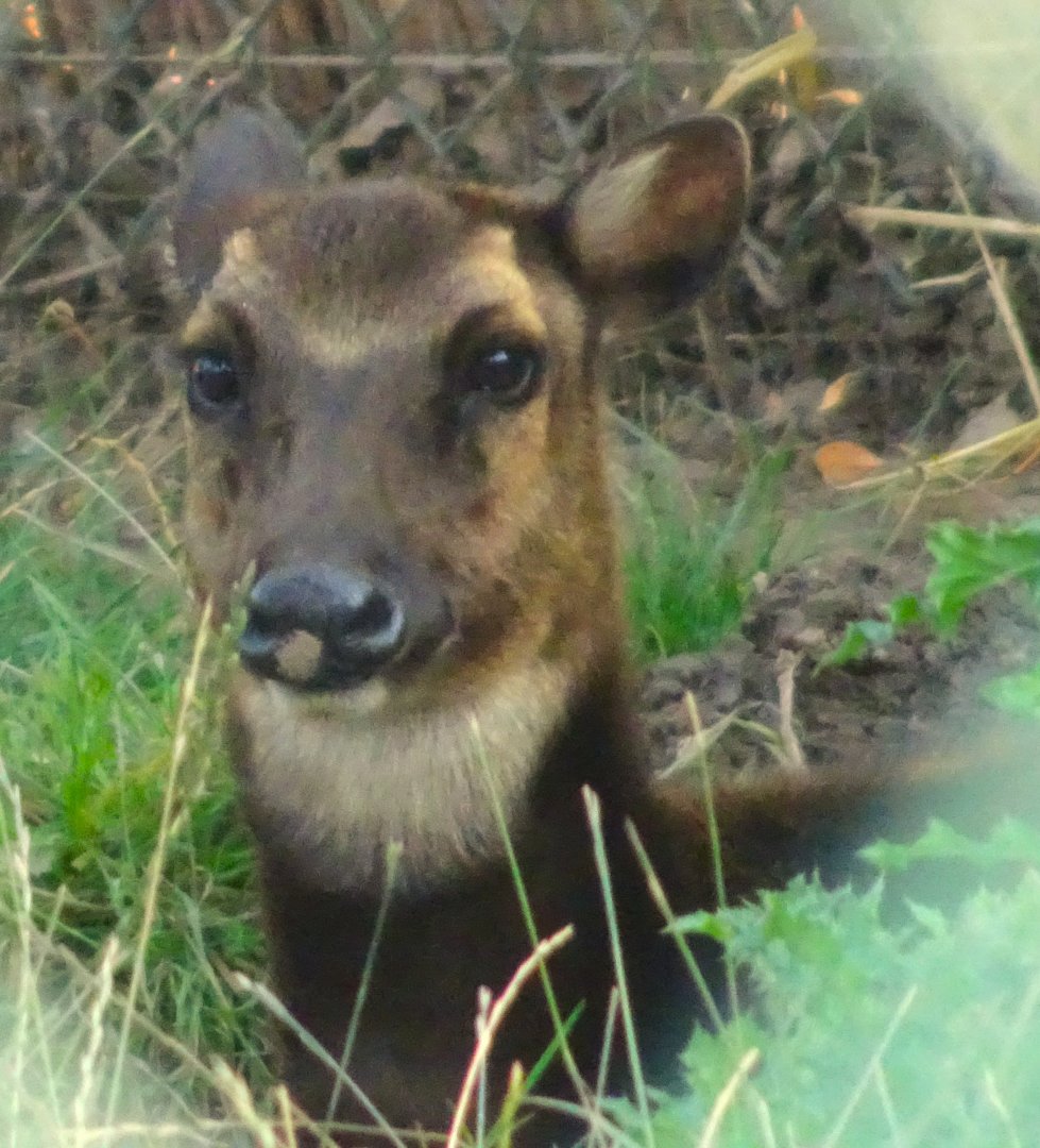Philippine spotted deer 17 August 2025