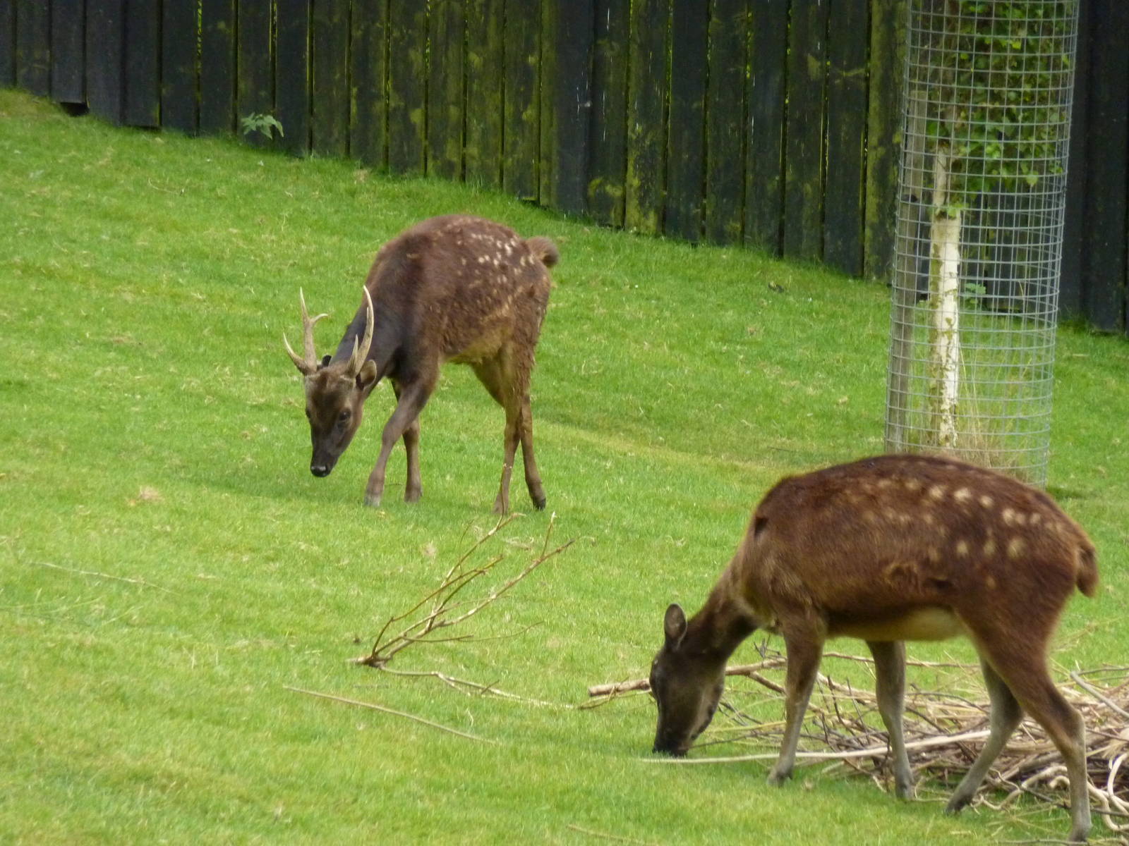 Philippine spotted deer - 24th August 2012.