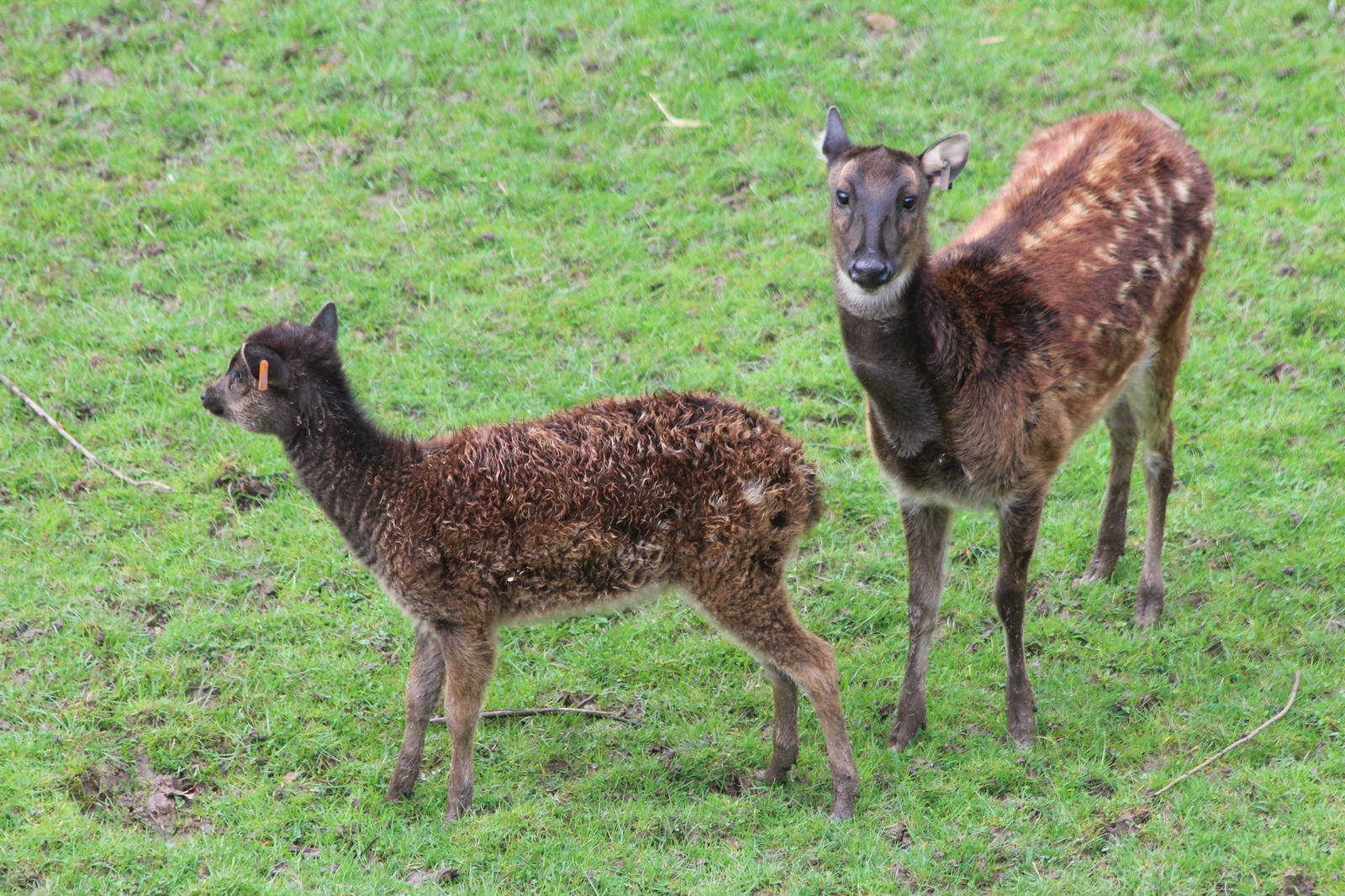 Philippine Spotted Deer and fawn