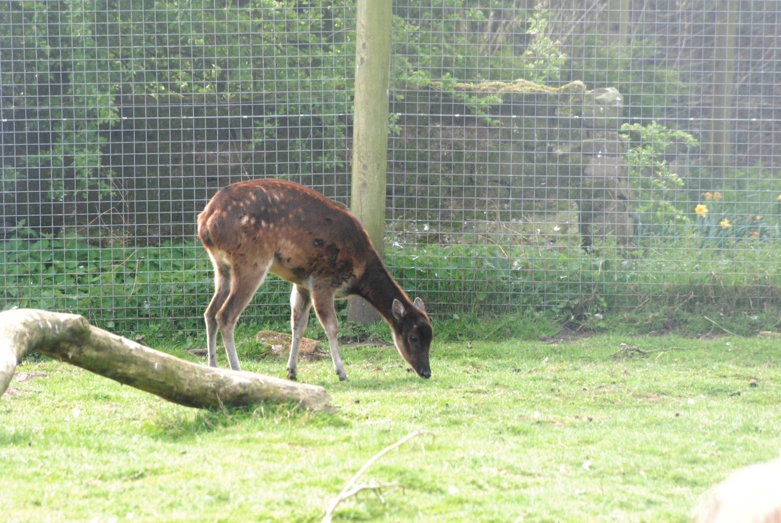 Philippine Spotted Deer at Blackbrook 29/04/11