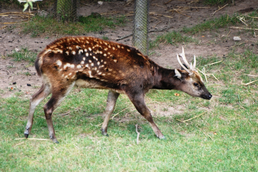 Philippine Spotted Deer at Chester, 27/07/14