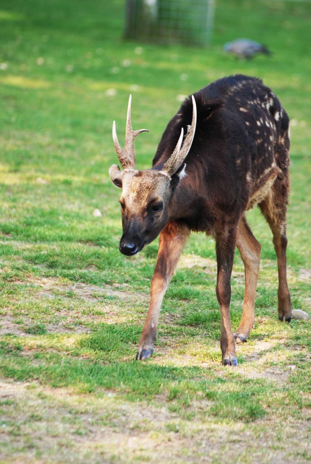 Philippine Spotted Deer at Colchester, 28/05/12