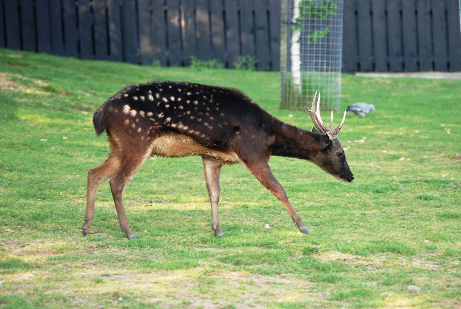 Philippine Spotted Deer at Colchester, 28/05/12