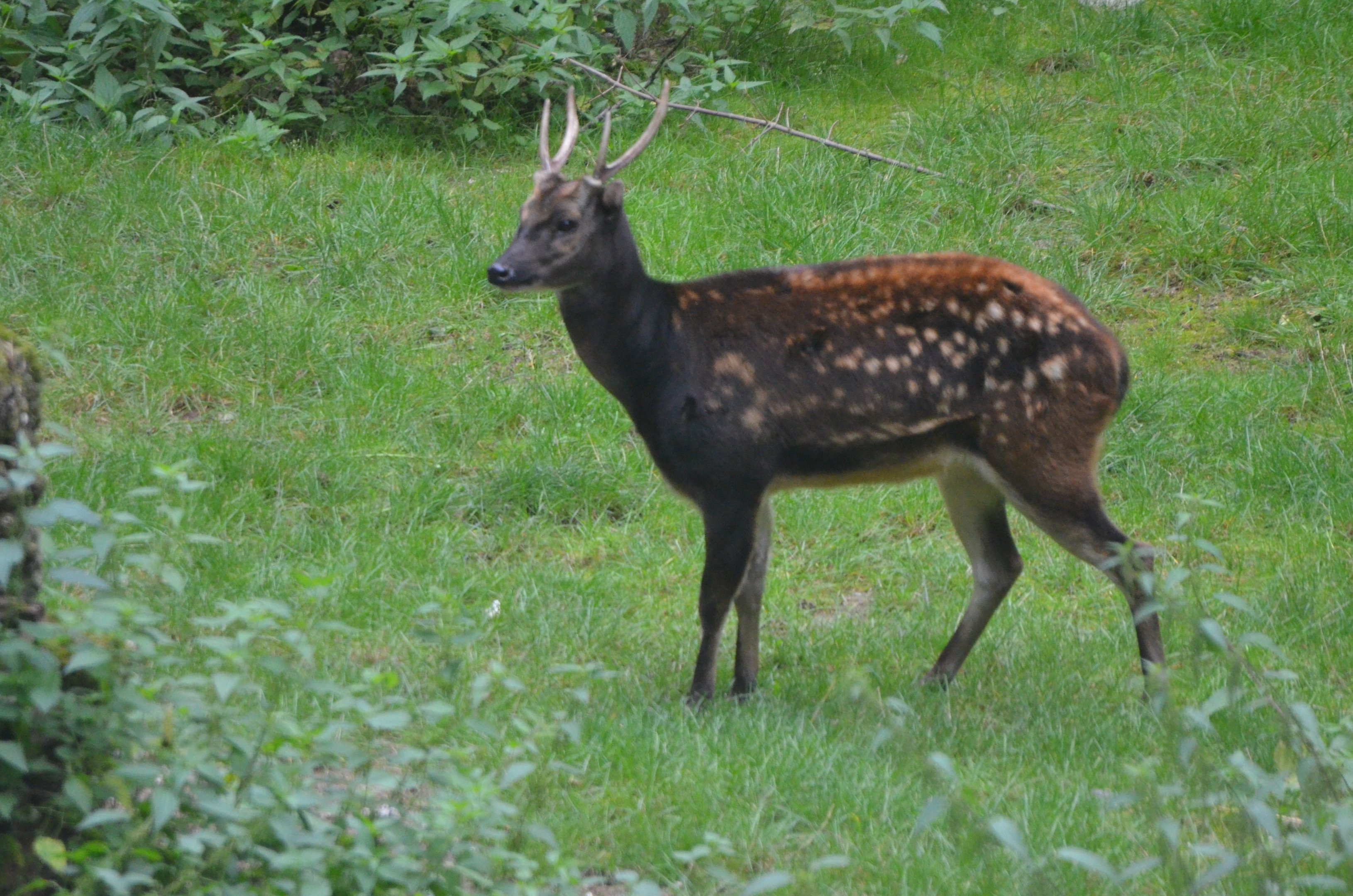Philippine Spotted Deer at Nuremberg, 08/09/19