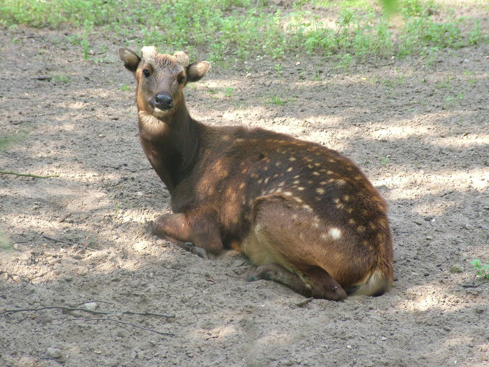 Philippine Spotted Deer at the New Zoo, Poznan Sept 08