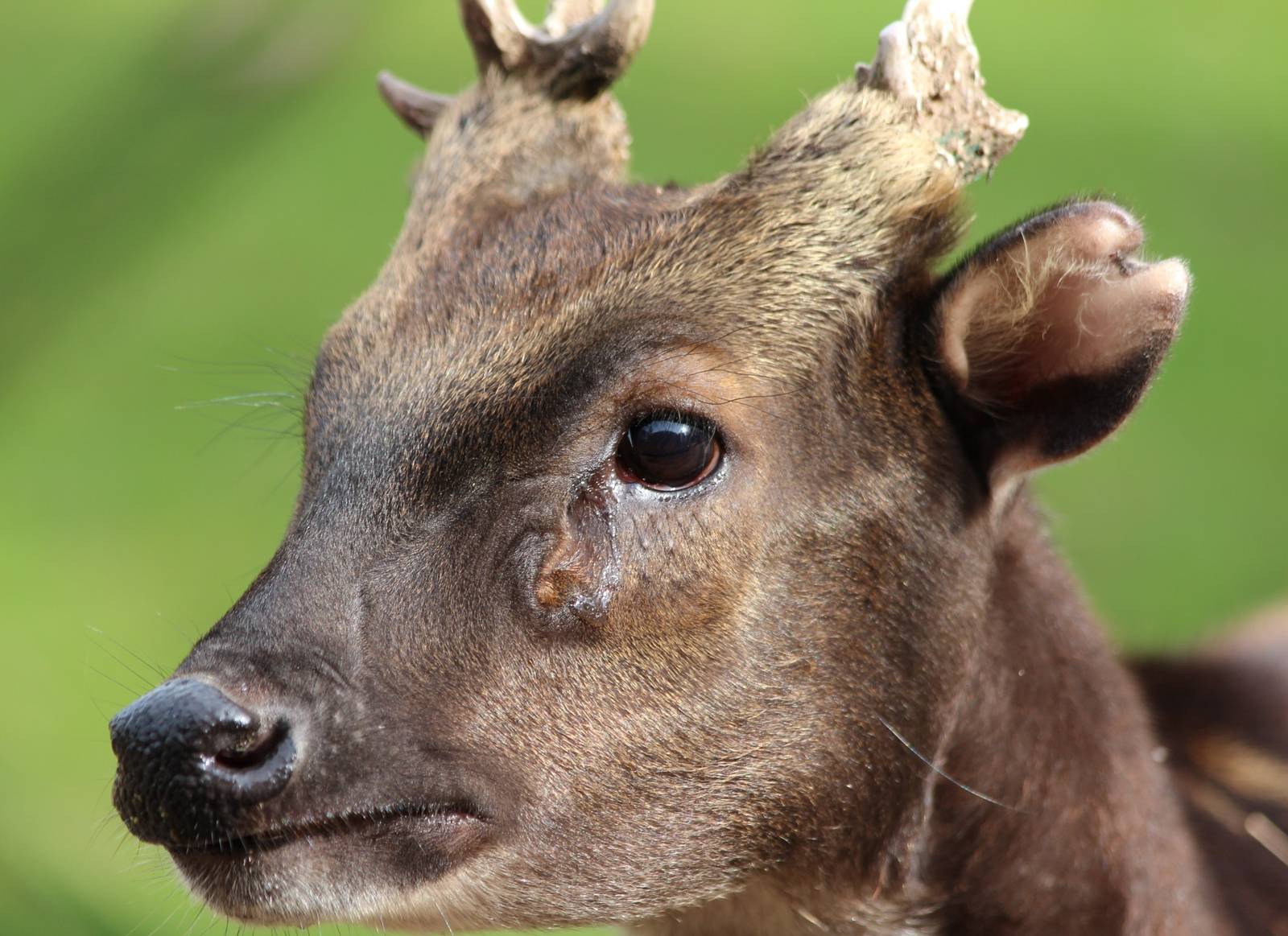 Philippine Spotted Deer, Buck