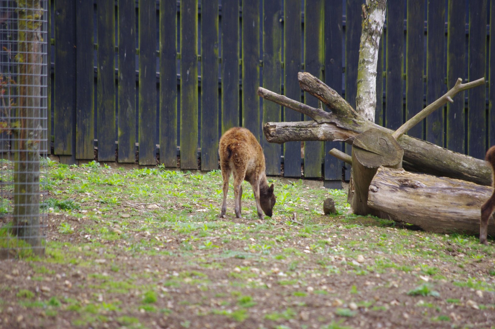 Philippine Spotted Deer calf- Flynn- 11/4/2024