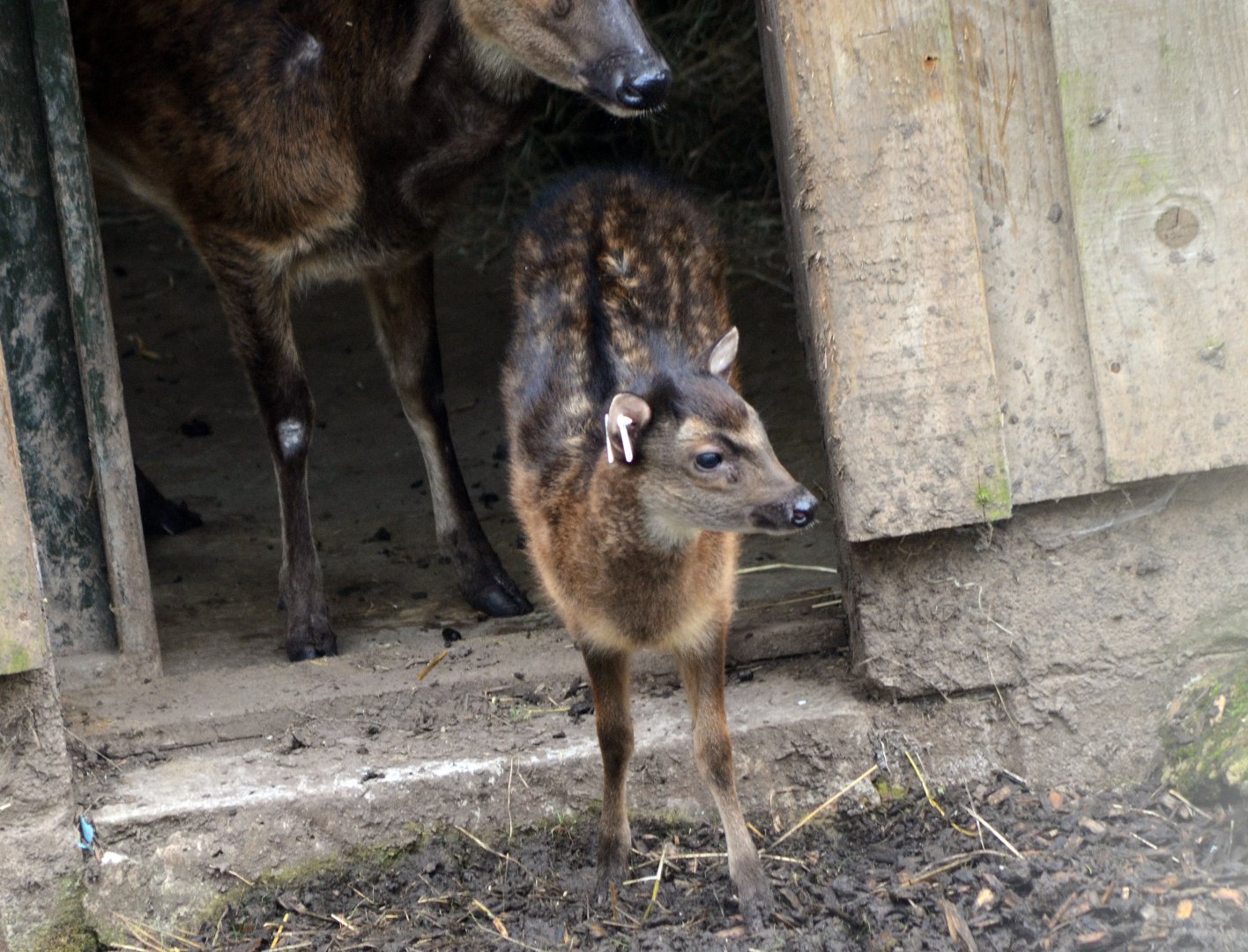 Philippine spotted deer calf