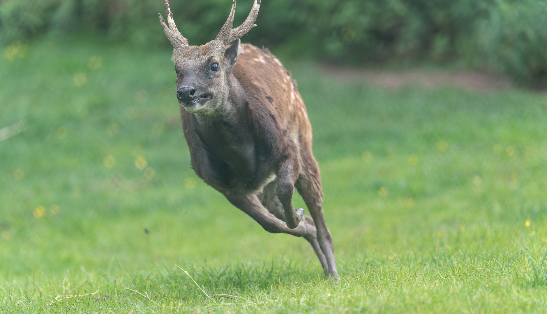 Philippine spotted deer, Chester, UK