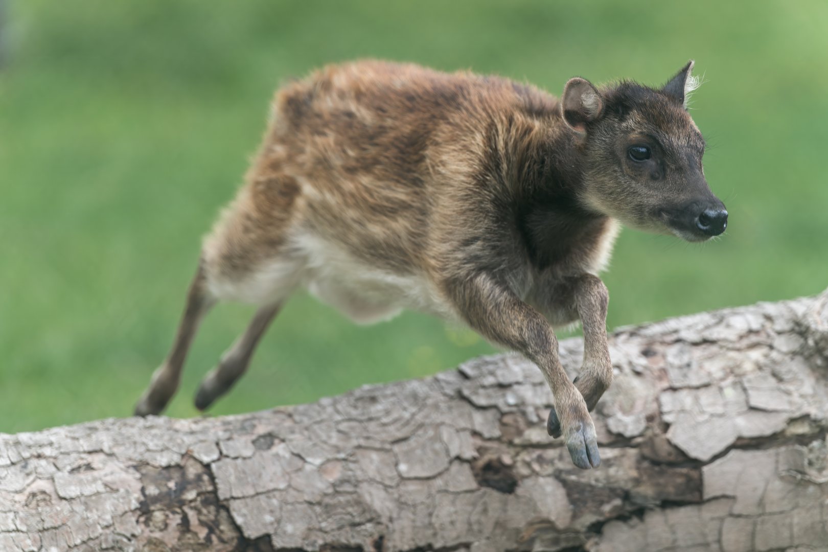 Philippine spotted deer, Chester, UK