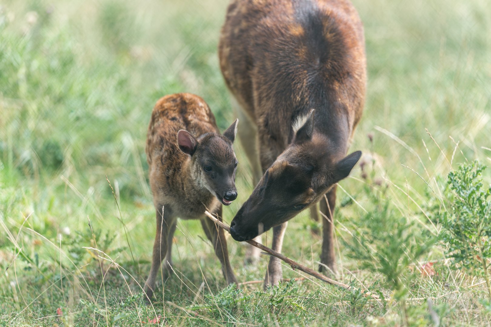 Philippine Spotted Deer, Chester, UK