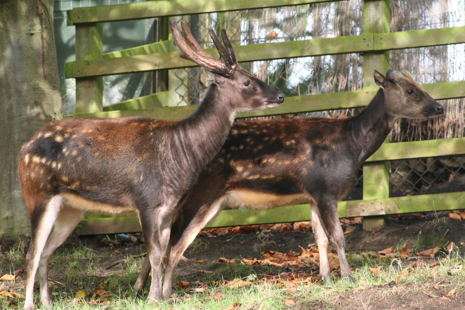 Philippine Spotted Deer @ Edinburgh; 19.10.2014