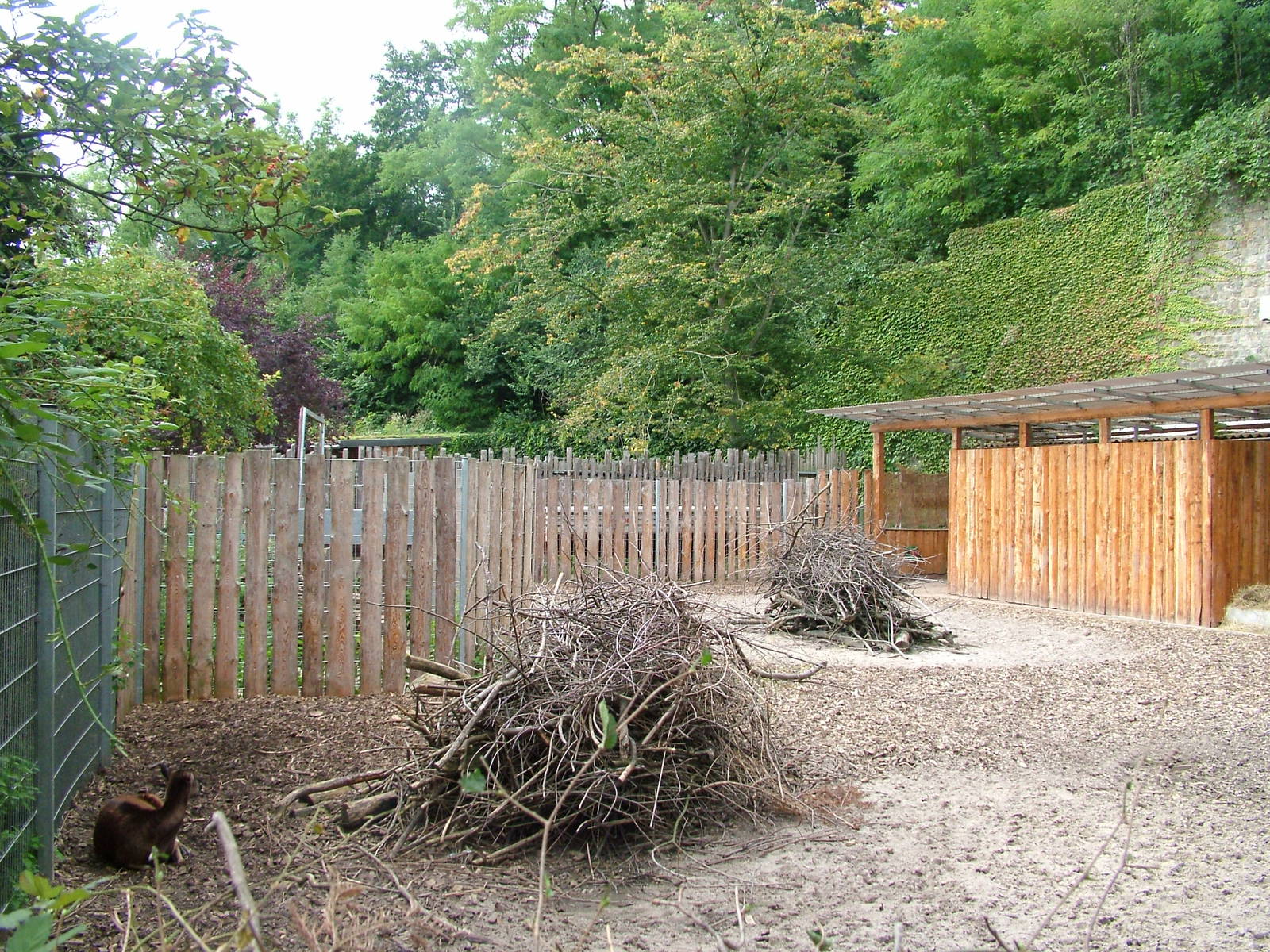 Philippine Spotted Deer Exhibit at Landau Zoo, 04/09/10