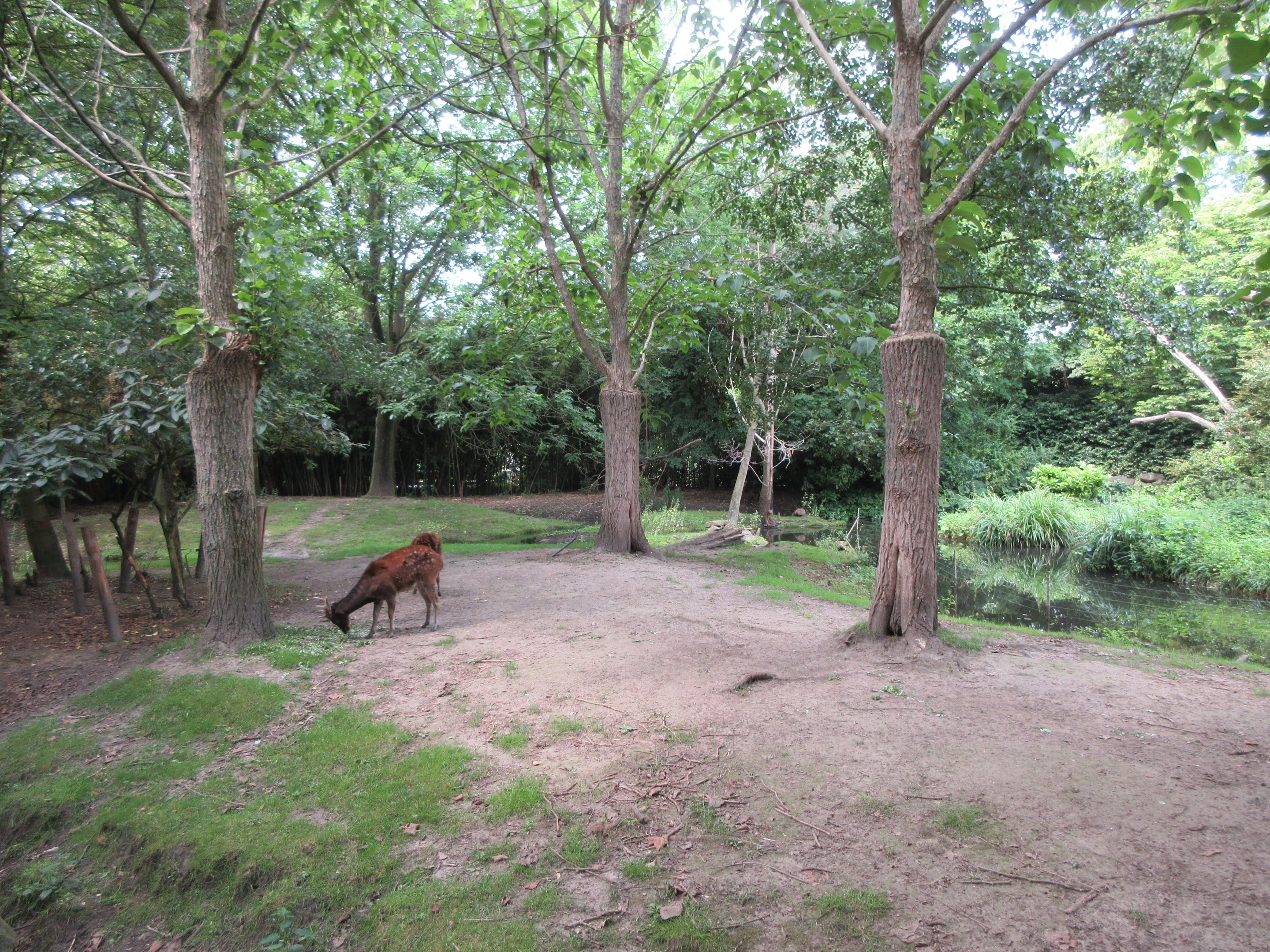 Philippine Spotted Deer Exhibit