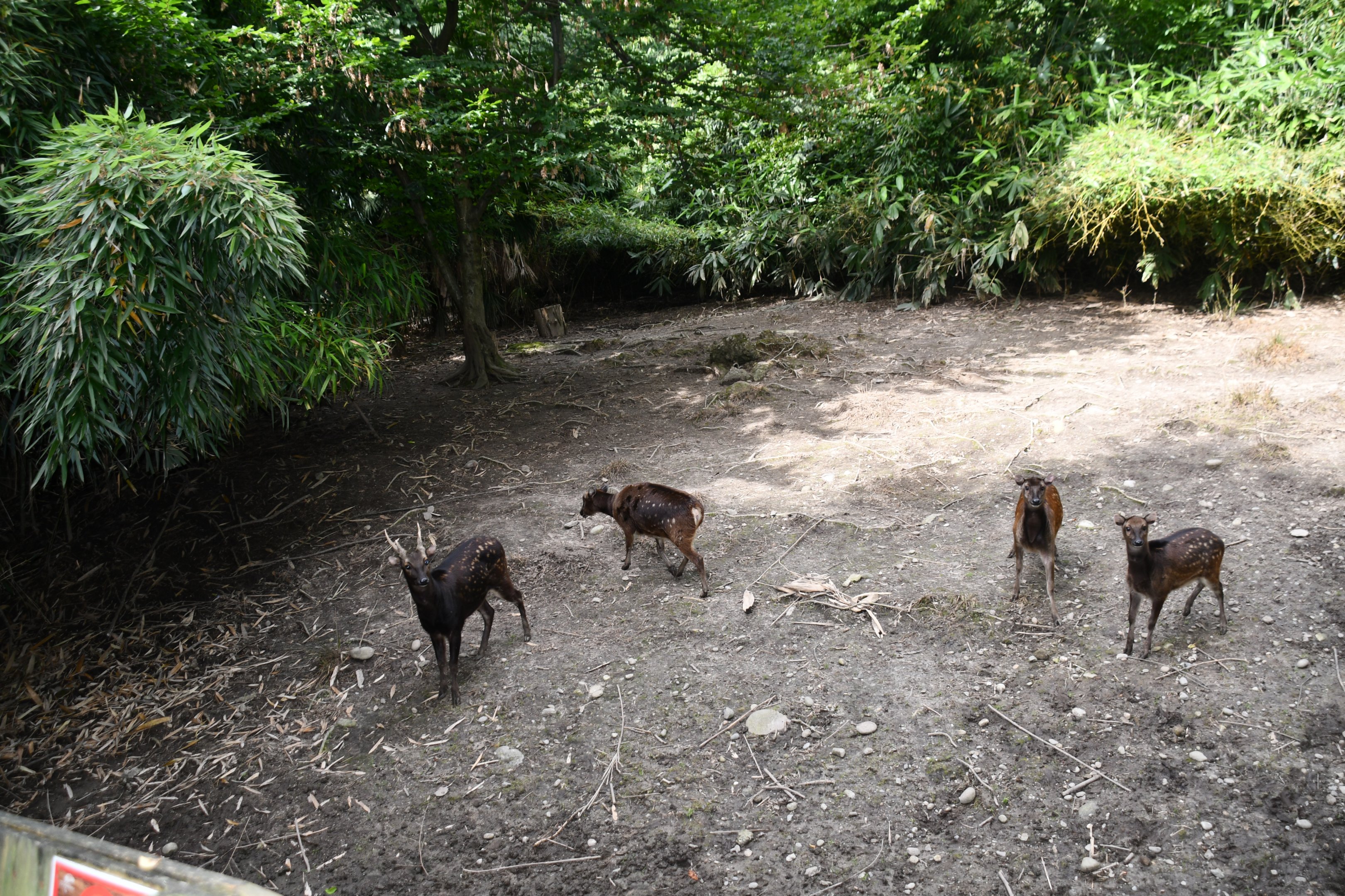 Philippine Spotted Deer exhibit