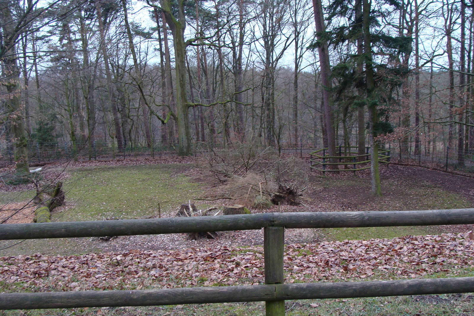 Philippine spotted deer exhibit