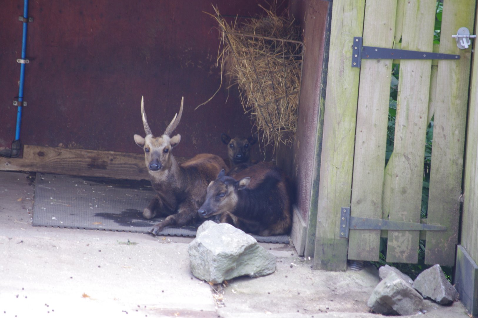Philippine Spotted Deer family taking shelter- 2/8/2024