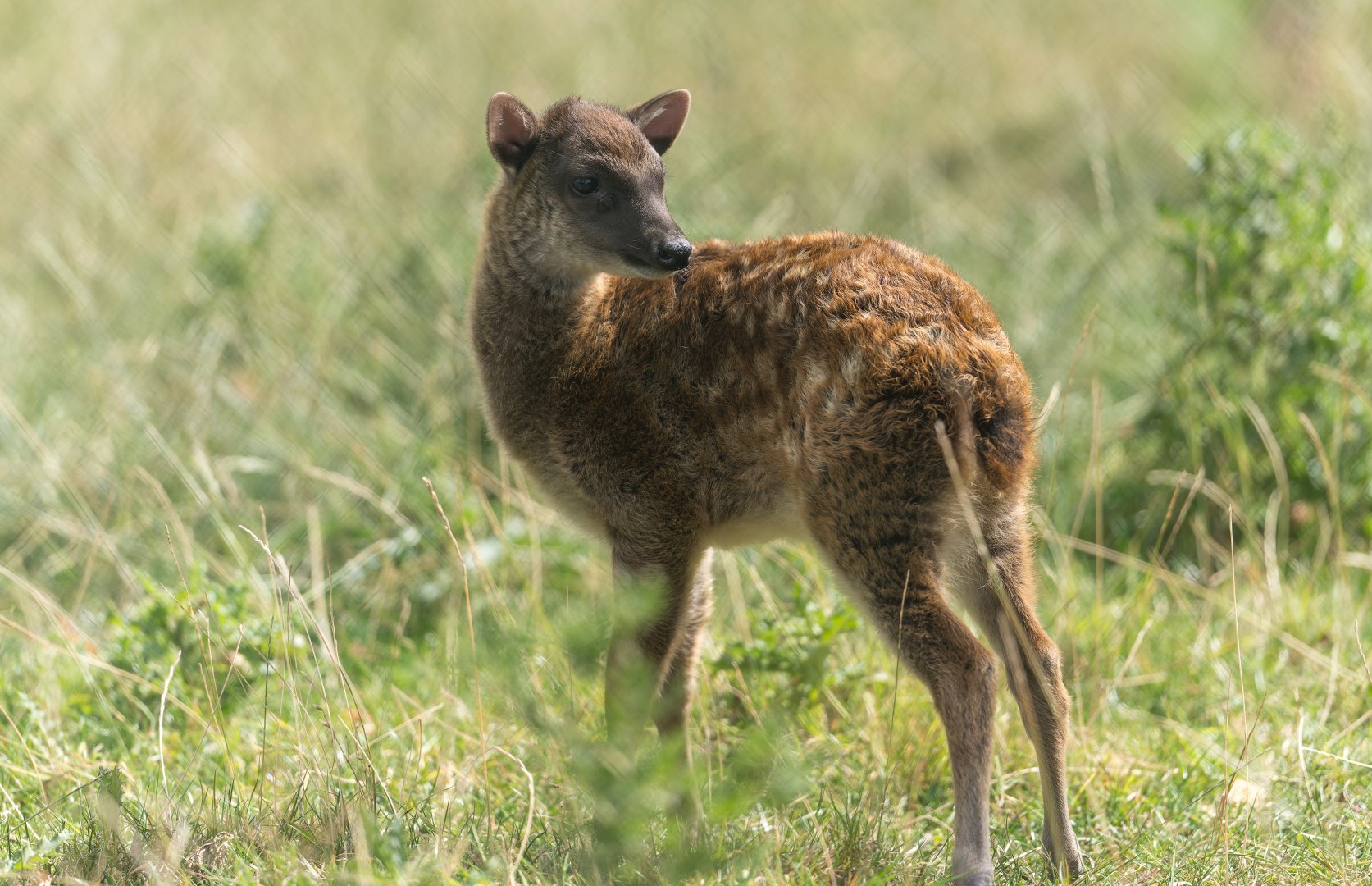 Philippine Spotted Deer Fawn, Chester, UK