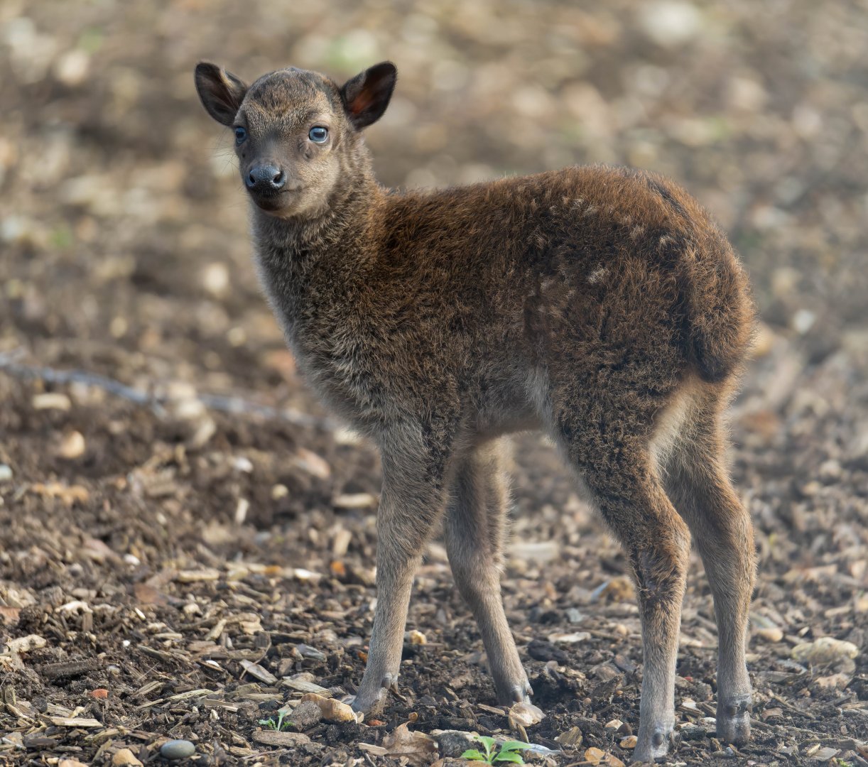 Philippine spotted deer fawn, Colchester, UK