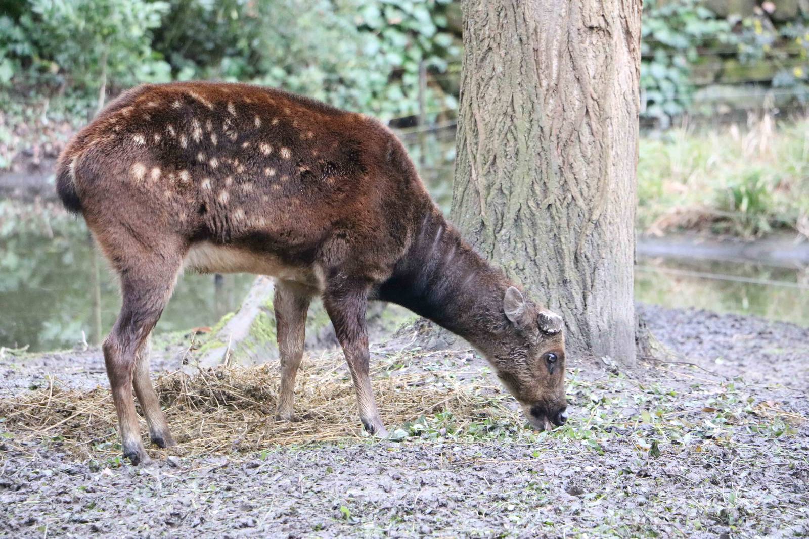 Philippine spotted deer, February 2016