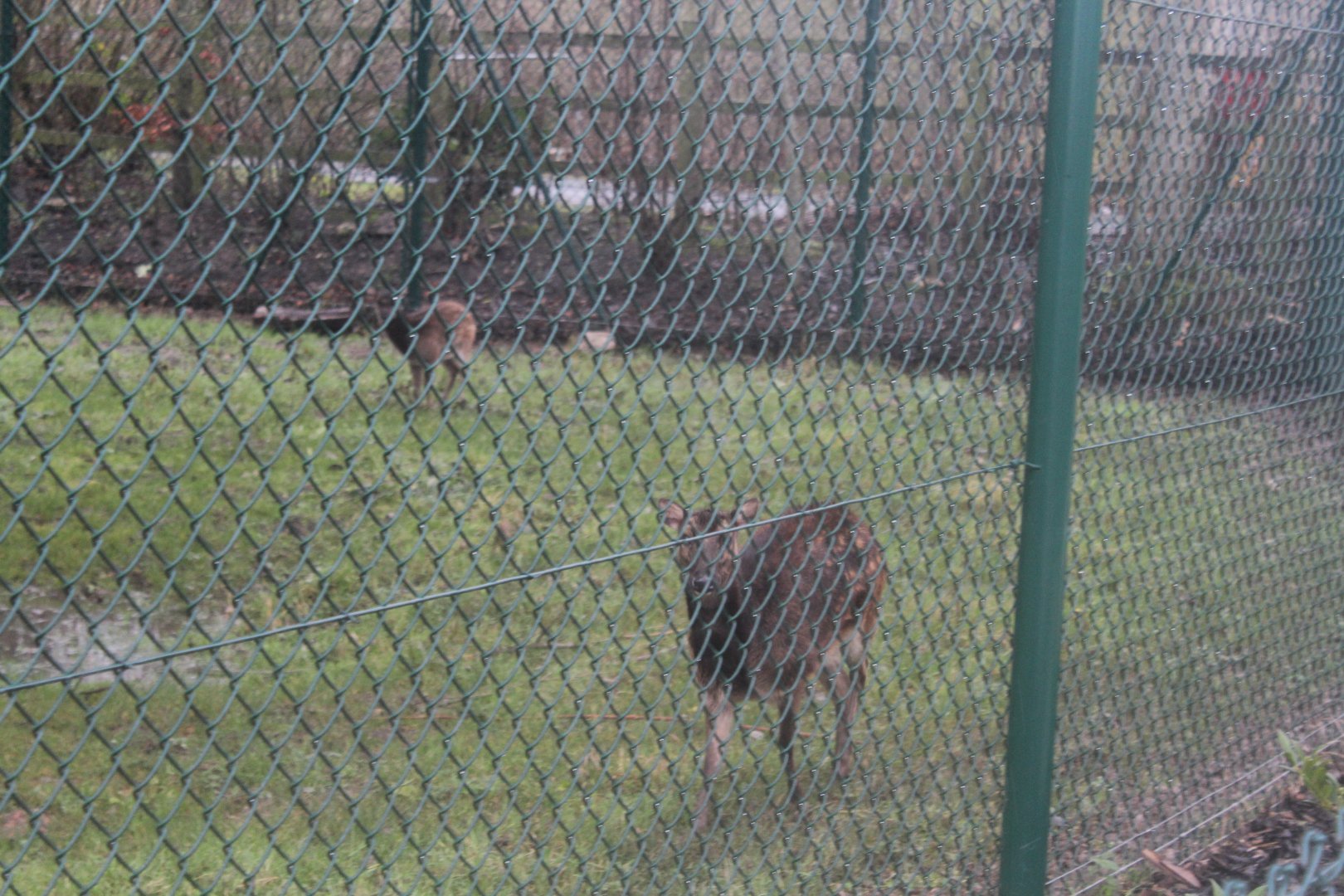 Philippine Spotted Deer in new exhibit 2nd January 2024