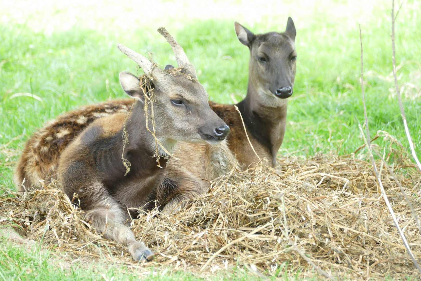 Philippine spotted deer, June 2022