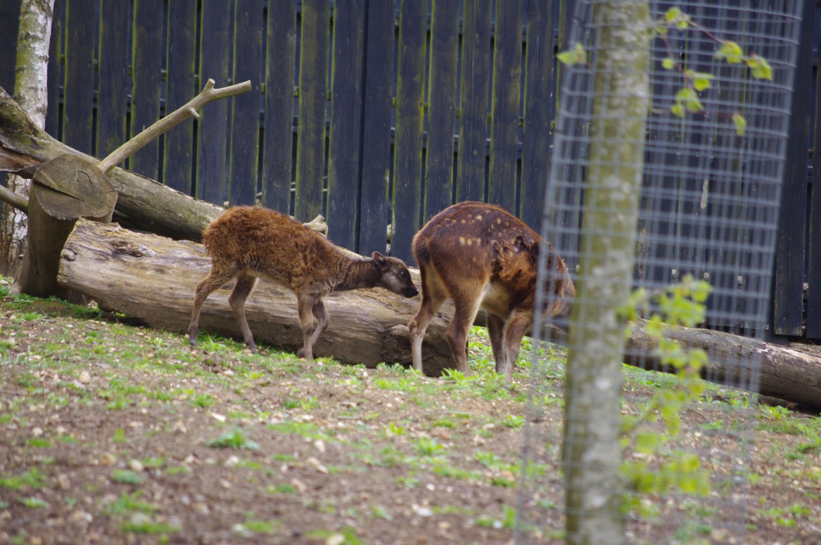 Philippine Spotted Deer mother and calf- Autumn and Flynn- 11/4/2024
