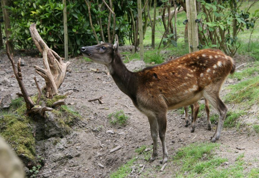 Philippine Spotted Deer, Rotterdam Zoo