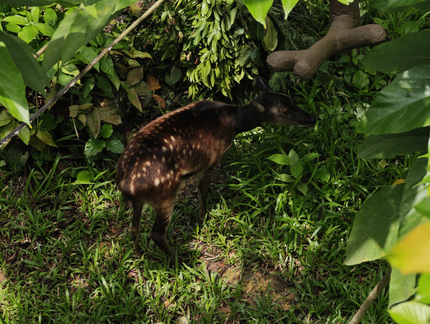 Philippine spotted deer (Rusa alfredi)