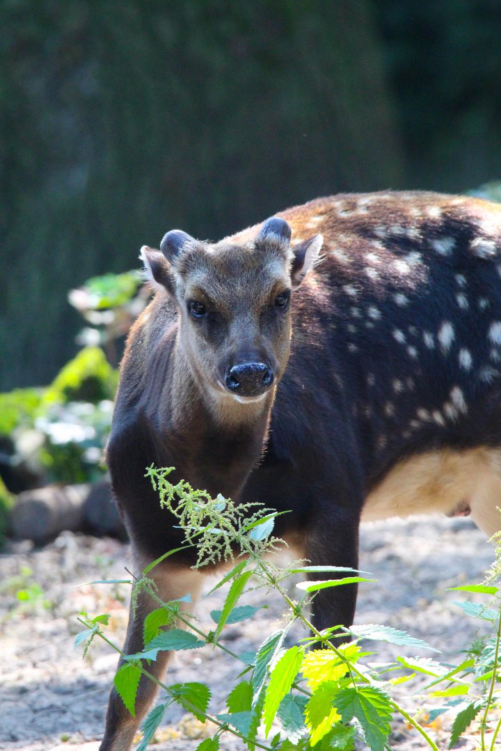 Philippine Spotted Deer- September 2024