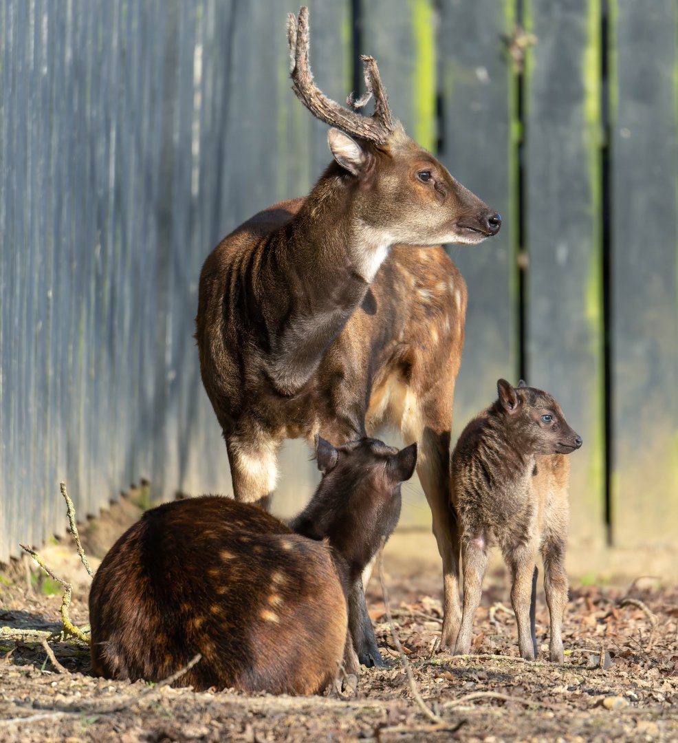 Philippine spotted deer with fawn, Colchester, UK