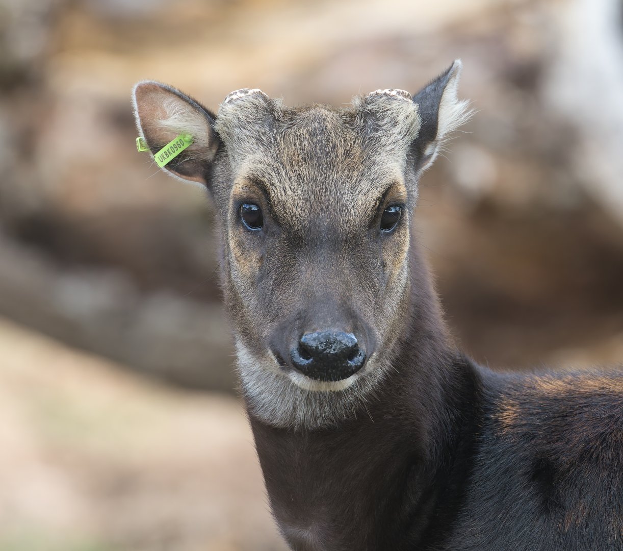 Philippine Spotted Deer, ZSL Whipsnade, UK