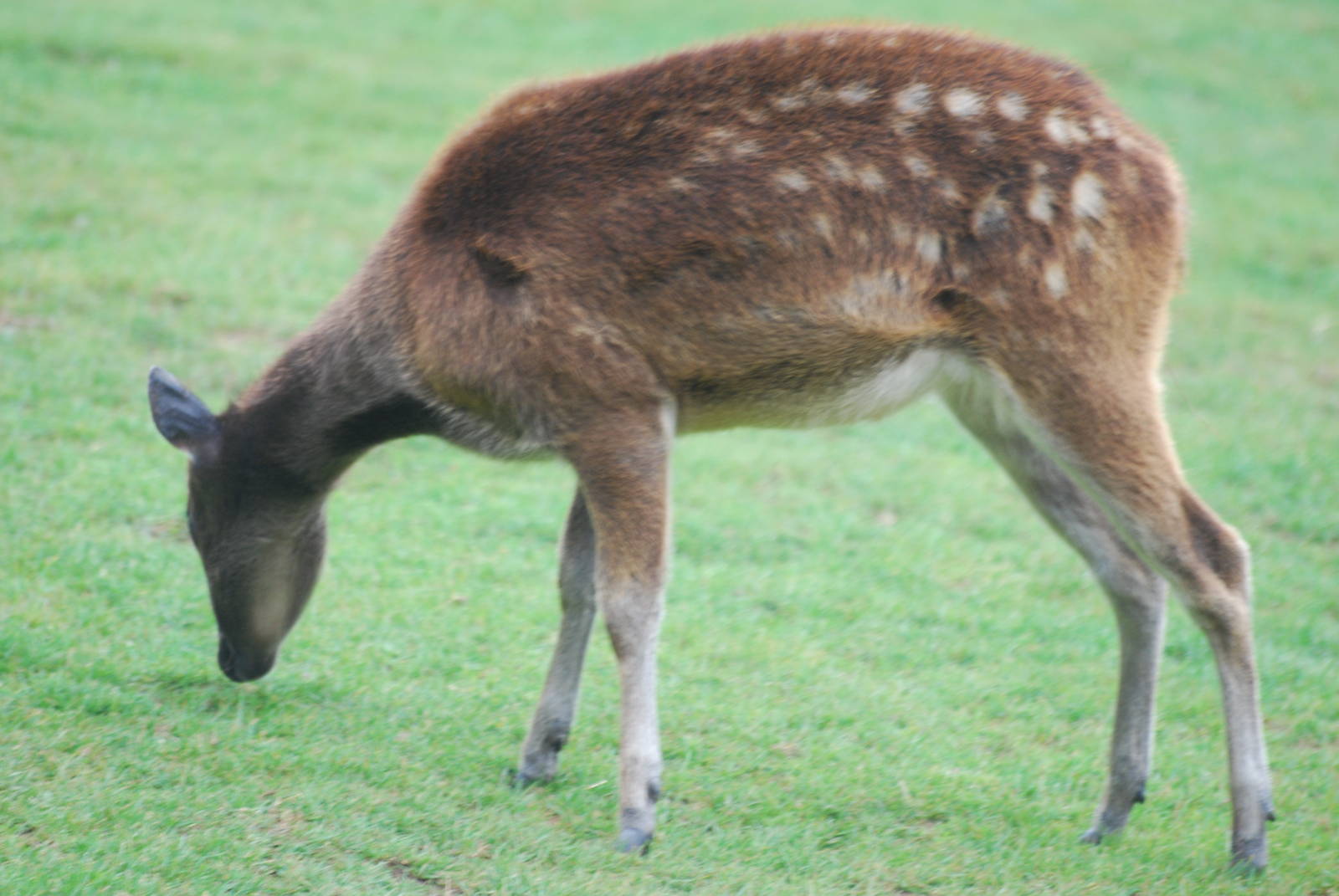 Philippine spotted deer