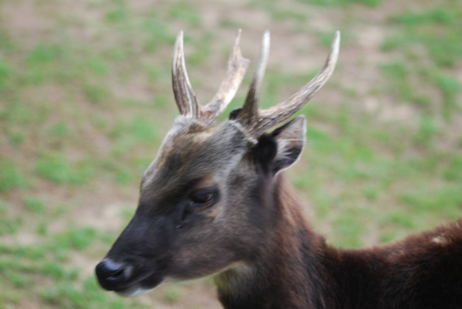 Philippine spotted deer