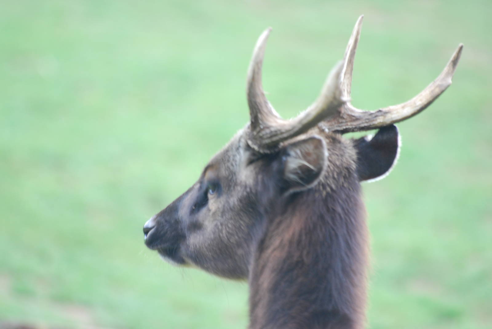 Philippine spotted deer