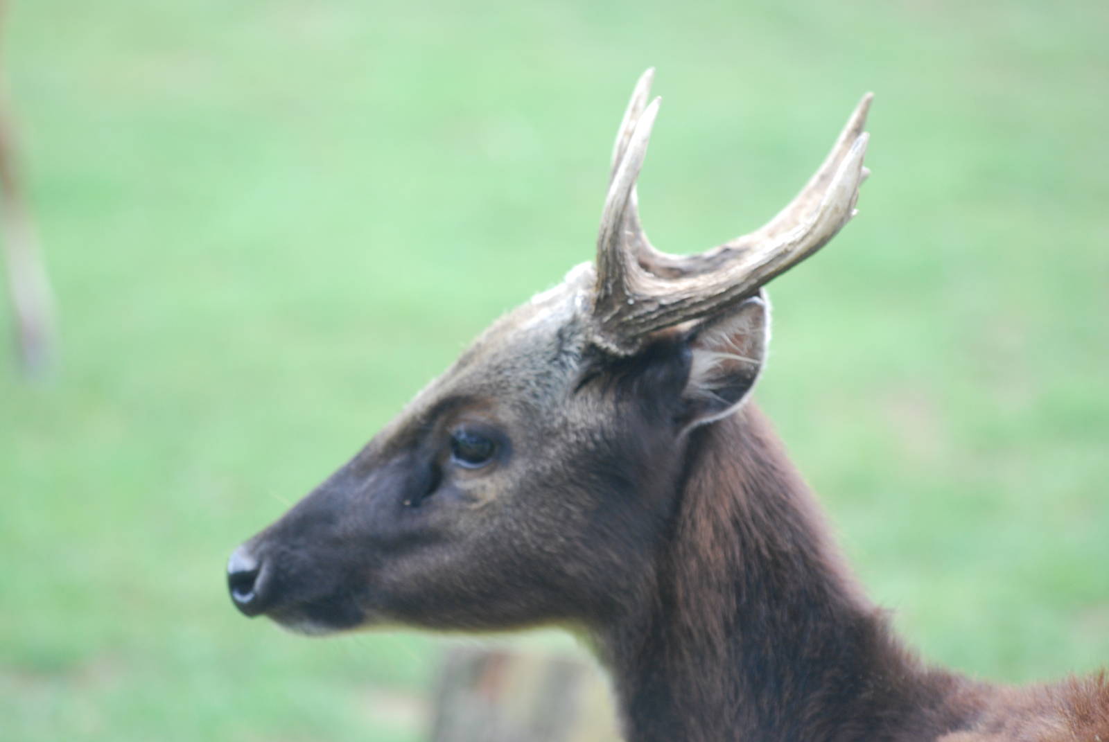 Philippine spotted deer