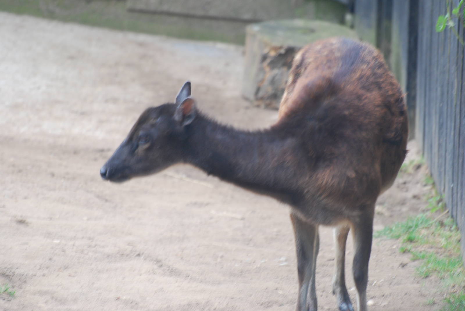 Philippine spotted deer